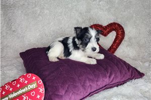 Abigail - Schnauzer, Miniature for sale