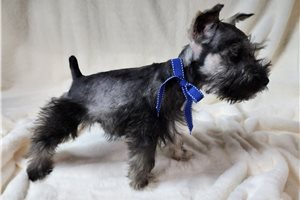 Asher - Schnauzer, Miniature for sale