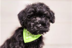 Finn - Schnoodle for sale
