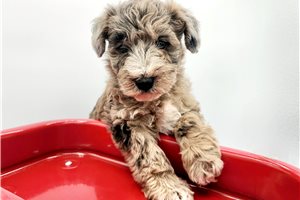 Francisco - Schnoodle for sale