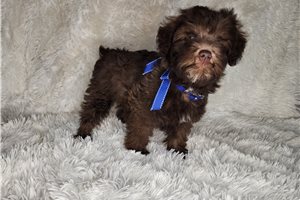 Isaiah - Schnoodle for sale