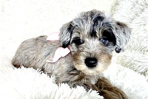 Isla - puppy for sale