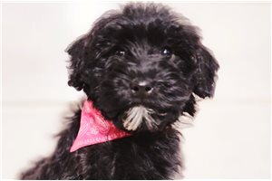 Sharon - Schnoodle for sale