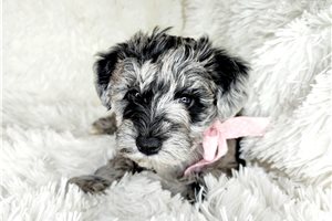 Isabella - puppy for sale