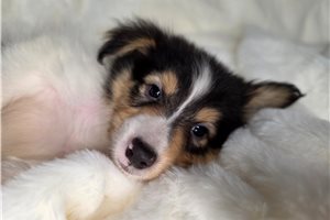 Brent - puppy for sale