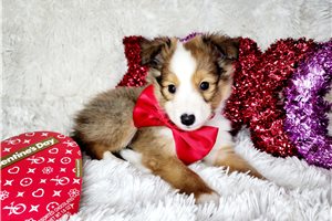 Oscar - Shetland Sheepdog - Sheltie for sale