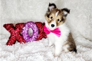 Owen - Shetland Sheepdog - Sheltie for sale