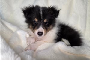 Bradley - Shetland Sheepdog for sale