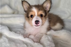 Blaire - puppy for sale