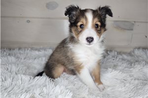 Arnie - Shetland Sheepdog - Sheltie for sale