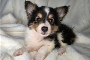 Brinley - puppy for sale