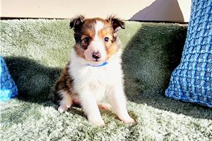 Oliver - Shetland Sheepdog - Sheltie for sale