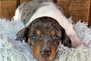 Kash - puppy for sale