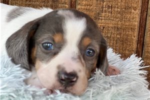 Kora - puppy for sale