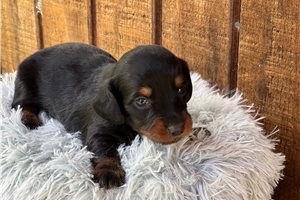 Krissie - Dachshund, Mini for sale