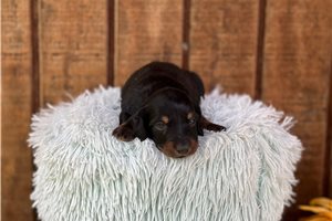Kristen - Dachshund, Mini for sale