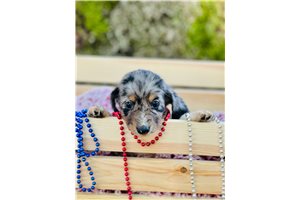 Mini Dachshund Puppies for Sale | Pawrade.com