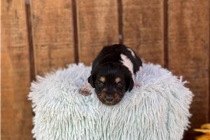 Kourtney - Dachshund, Mini for sale