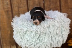Kona - Dachshund, Mini for sale