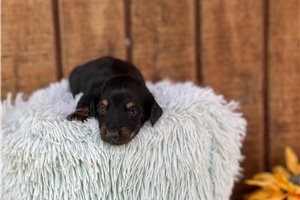 August - puppy for sale