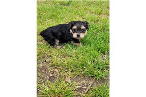 Sapphire - Morkie / Yorktese for sale