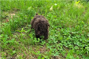 Blake - Poodle, Toy for sale