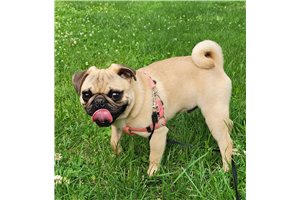 Milo - Pug for sale