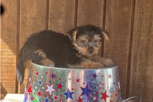Loki - Yorkshire Terrier - Yorkie for sale