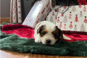 Milly - Yorkshire Terrier - Yorkie for sale