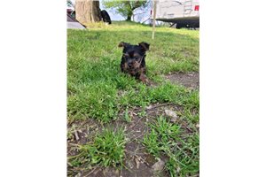 Abby - Yorkshire Terrier - Yorkie for sale