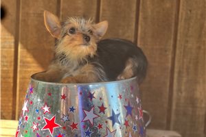 Jensen - Yorkshire Terrier - Yorkie for sale