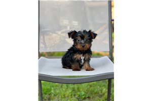 Enzo - Yorkshire Terrier - Yorkie for sale