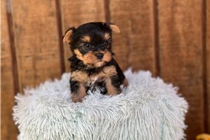Jinx - puppy for sale