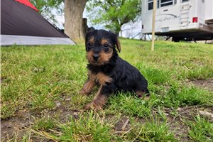 Ellie - Yorkshire Terrier - Yorkie for sale