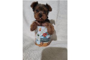 Miley - Yorkshire Terrier - Yorkie for sale
