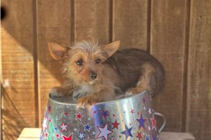 Jillian - Yorkshire Terrier - Yorkie for sale