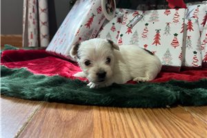 Maggie - Yorkshire Terrier - Yorkie for sale