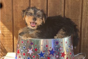 Lyle - Yorkshire Terrier - Yorkie for sale