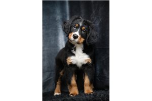 Hector - Bernese Mountain Dog for sale