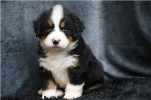 Wilson - Bernese Mountain Dog for sale