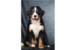 Huxley - Bernese Mountain Dog for sale