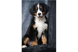 Hugh - Bernese Mountain Dog for sale