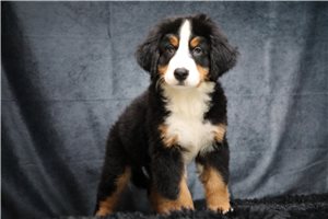 Holland - Bernese Mountain Dog for sale