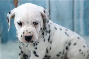 Bethany - Dalmatian for sale
