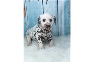 Beatrice - Dalmatian for sale