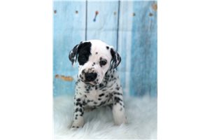 Benjamin - Dalmatian for sale