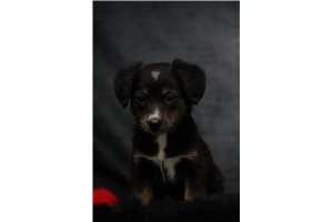 Harrison - Mixed/Other for sale
