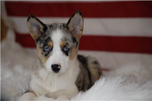 Kevin - Pomsky for sale