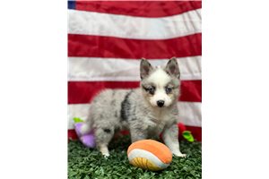 Harper - Pomsky for sale