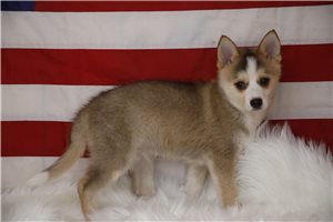 Kelvin - Pomsky for sale